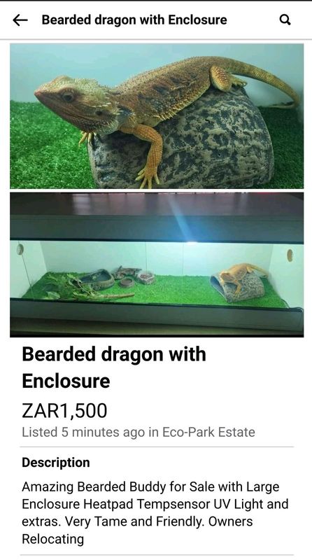 Bearded Dragon with Enclosure