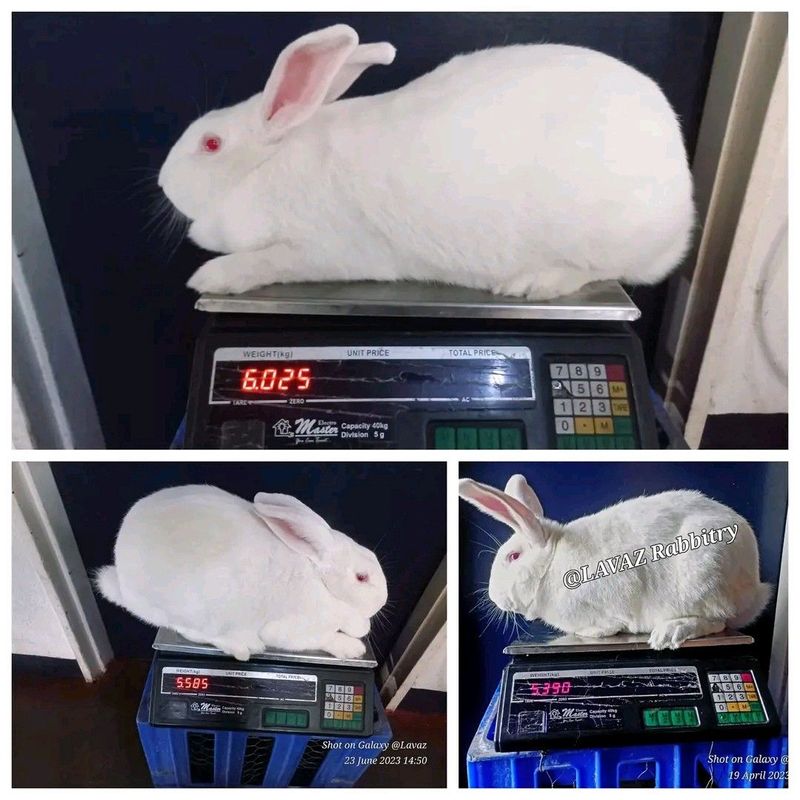 PURE MEAT RABBITS FOR SALE