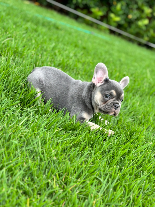 French Bulldog