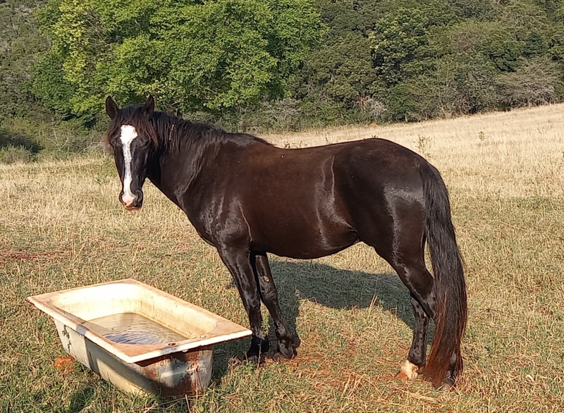 Friesian x Boerperd Stallion for sale
