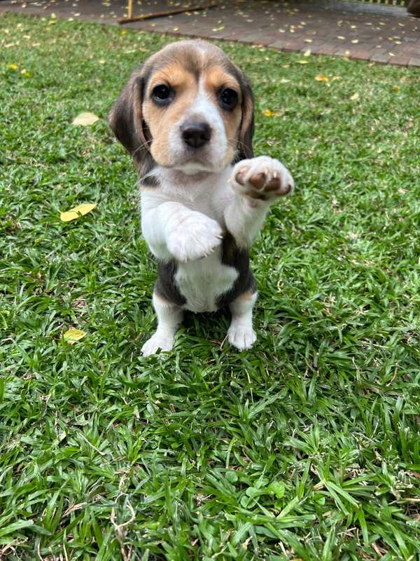 Beagle Puppies *Ready for new homes!*