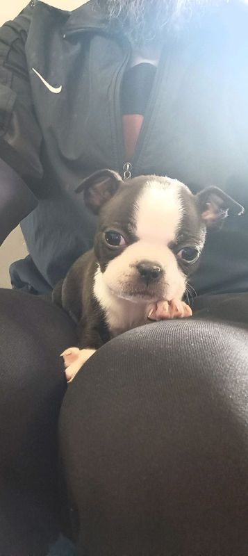 Boston Terrier Female Puppes For Sale