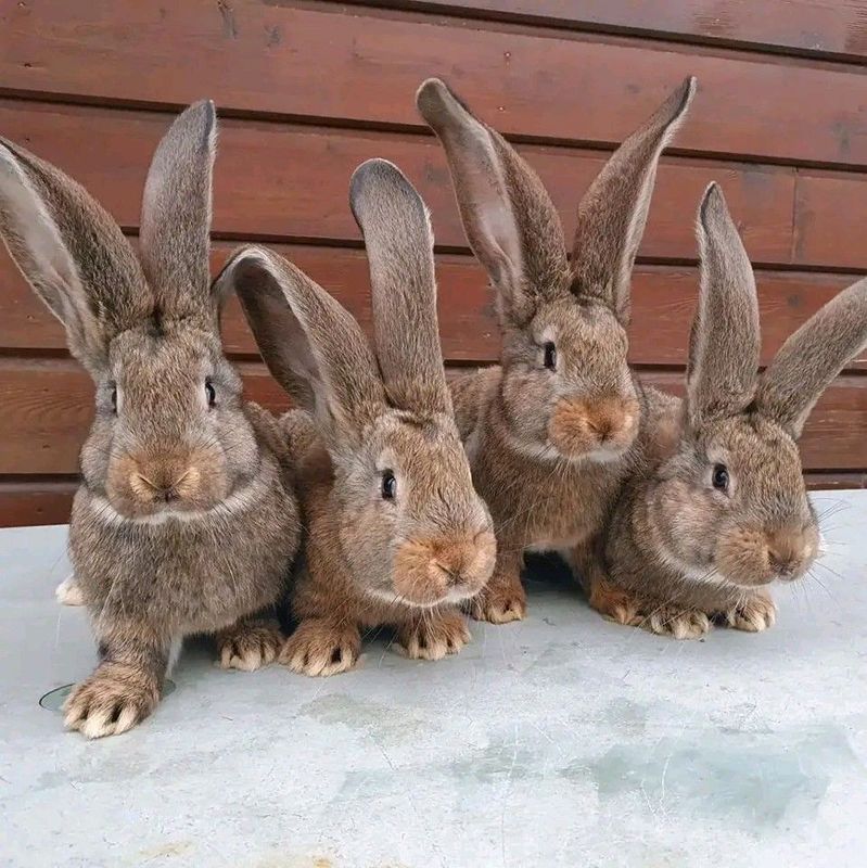 Pure Flemish Giant Rabbits For Sale