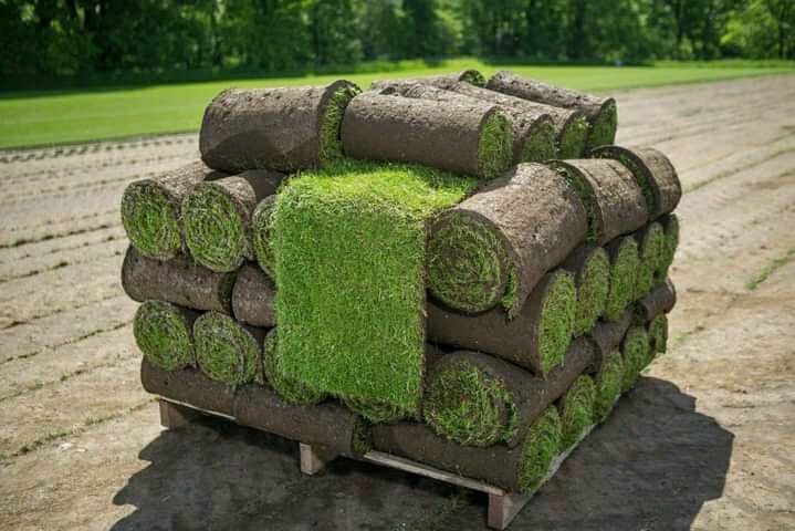 We supply Buffalo grass//kikuyu grass and Lm Berea instant roll on lawn grass weed free