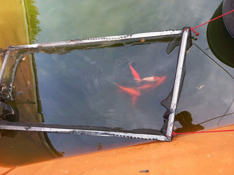 Large Goldfish available plumstead cape town