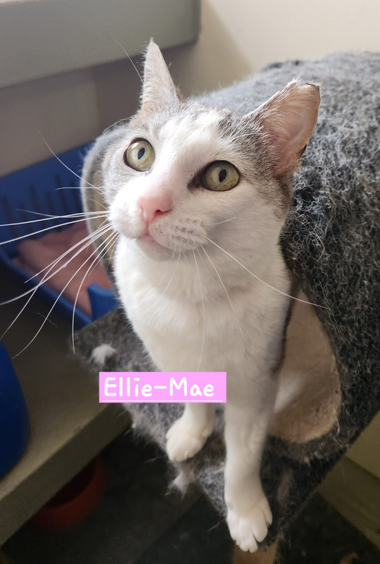 Ellie-Mae: female cat