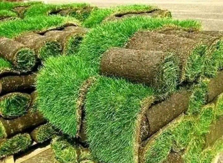 We supply and delivery all types of grass Lm Berea grass //Kikuyu grass //Buffalo grass