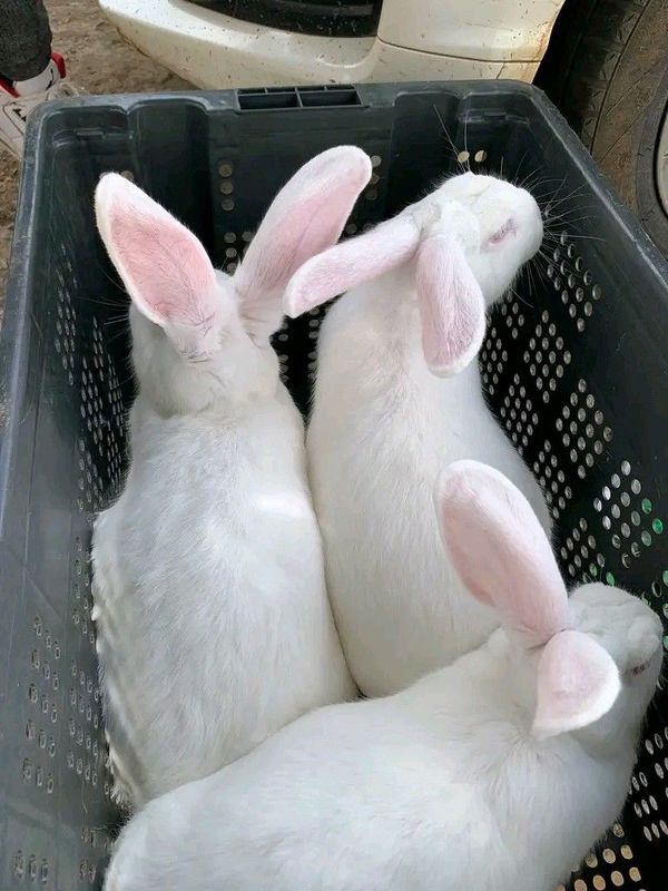 Newzealand White Rabbits For Sale