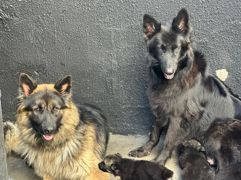 Belgian x German  Shepherd pups