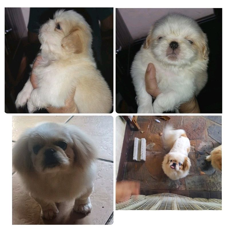 Pekingese male puppy