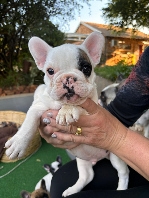 FRENCH BULLDOG PUPPIES FOR SALE - KUSA REGISTERED BREEDER