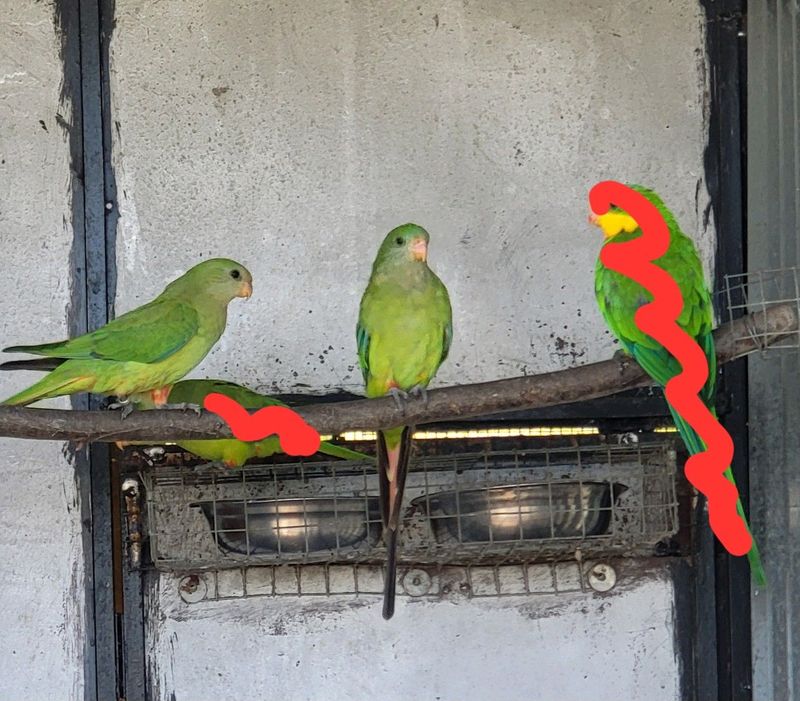 Baraband parakeets