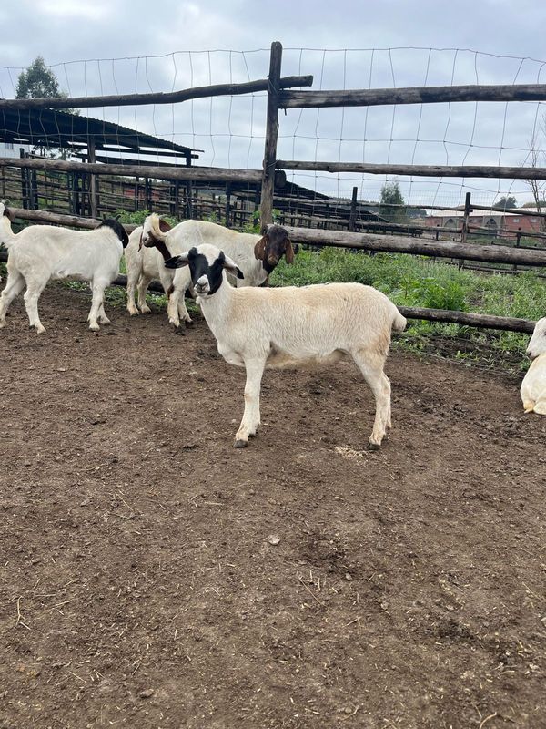 Meatmaster And Dorper Ewes Available