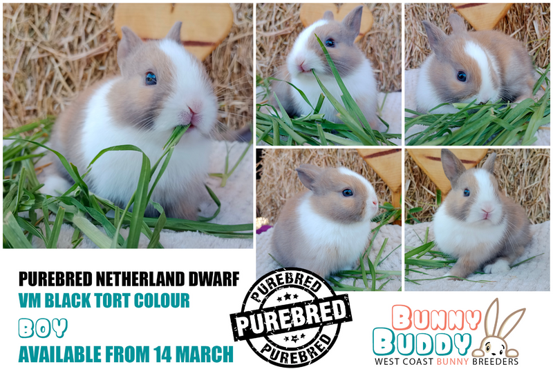 Netherland Dwarf Rabbits by Registered Breeder