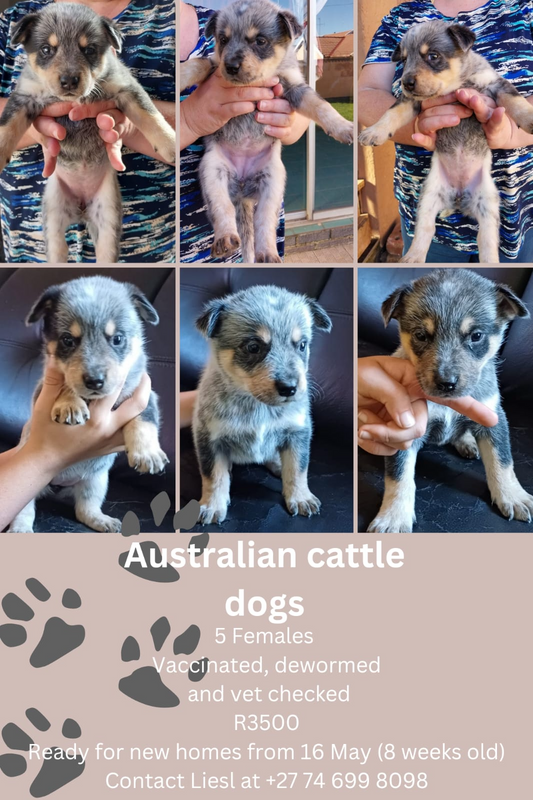 Australian Cattle dog puppies for sale
