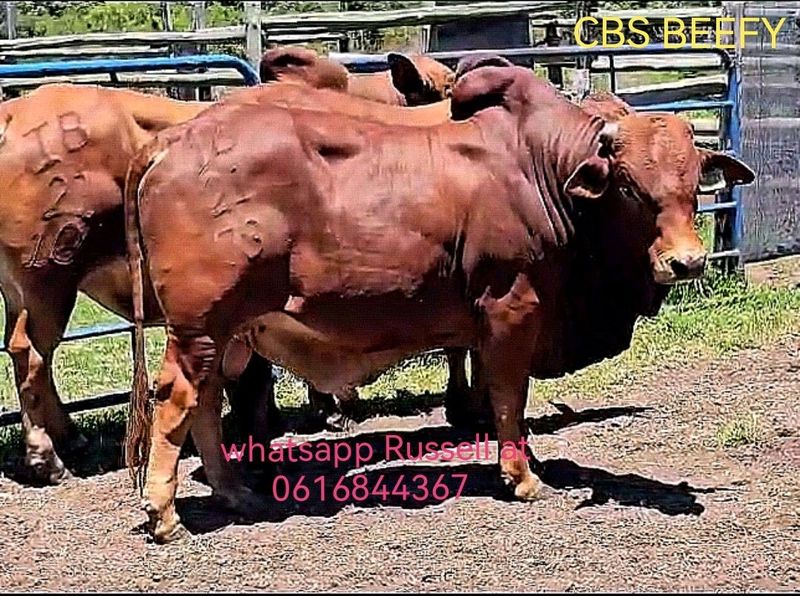 3 year old Top quality boran bull for sell