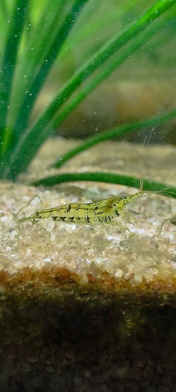 Neocaridina davidi (Wild Cherry Shrimp)