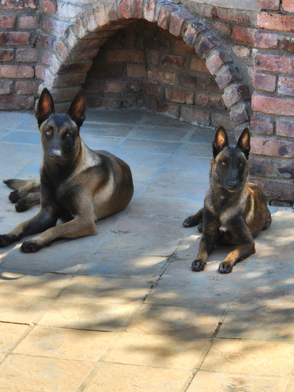 Beligan Malinois Puppys&#39;