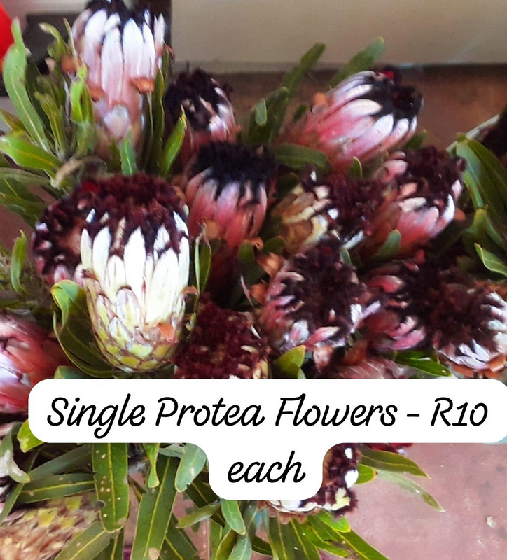 Freshly picked Proteas &amp; Bouqest