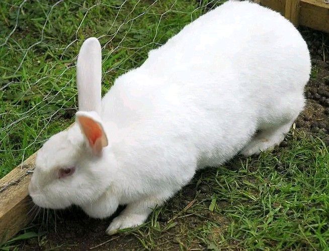 MEAT RABBITS FOR SALE