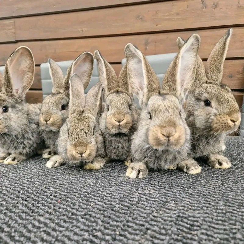Pure Flemish Giant Rabbits For Sale
