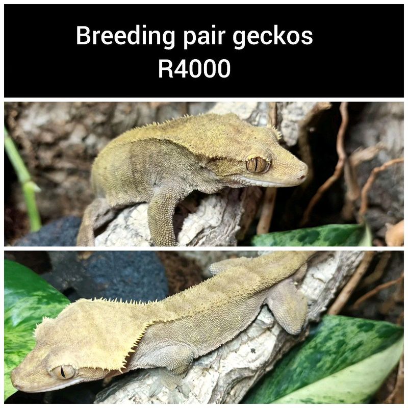 Crested gecko breeding pair
