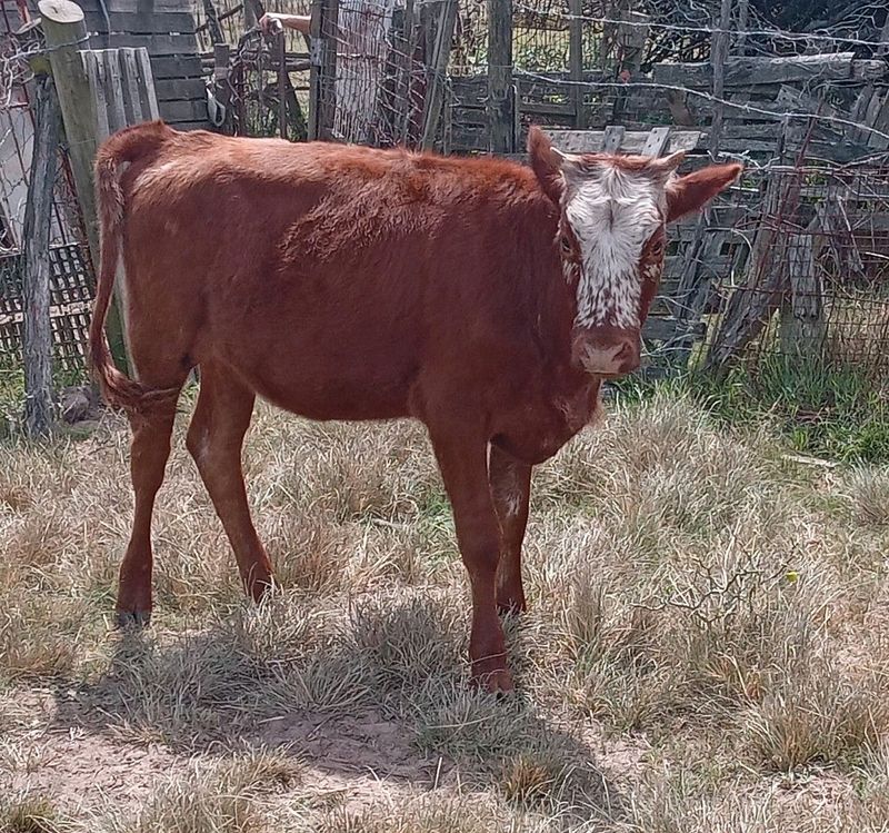 Heifer calves for sale