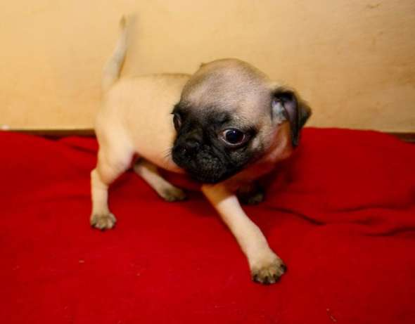 Beautiful small Baby Pug Puppies