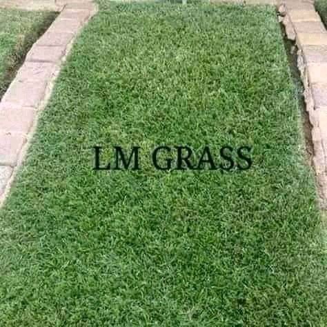 Delivery and fit roll on lawn Kikuyu grass and LM Berea grass  ) you can give us order how many you