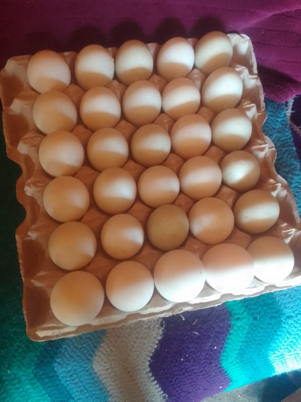 Fertile Pekin duck eggs