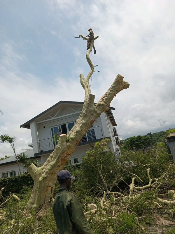 DOOR TO DOOR TREE CUTTING