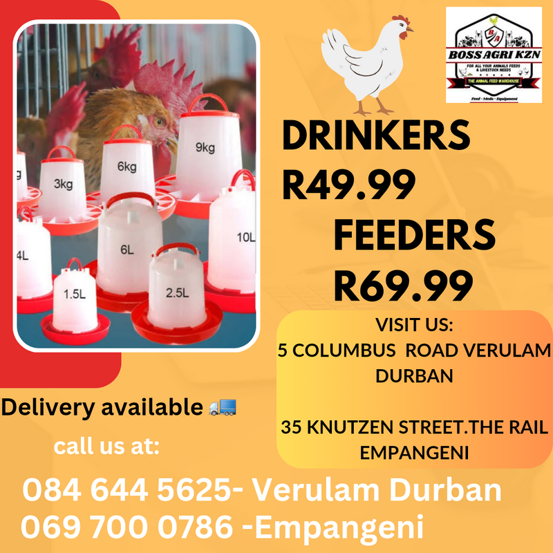 Chicken Feeders and drinker