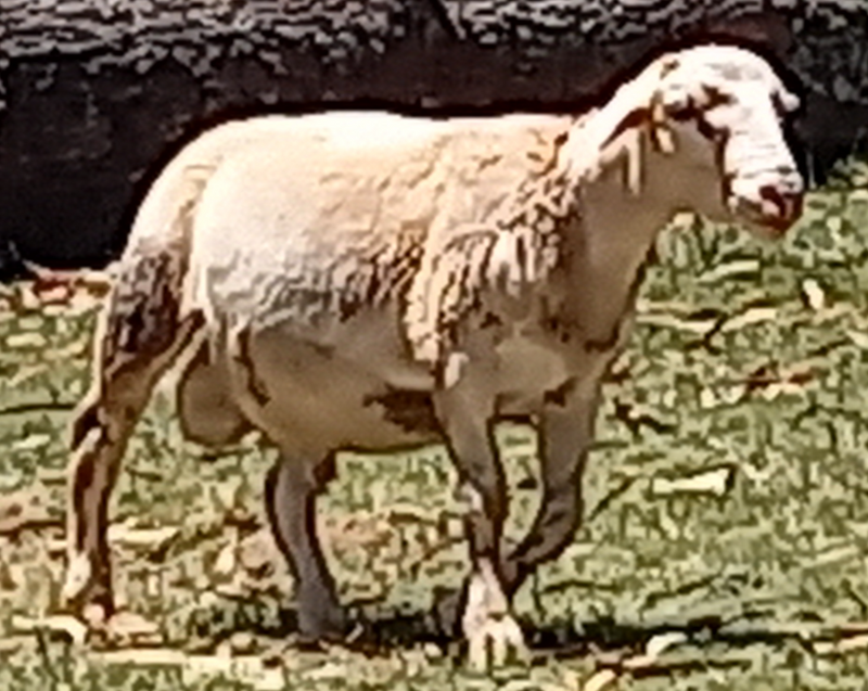 Dorper Sheep Rams for sale