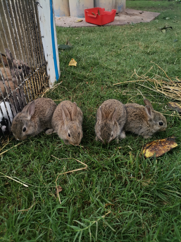Dwarf bunnies for sale