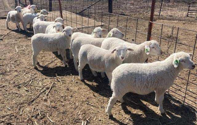 Pure White dorper sheep for sale