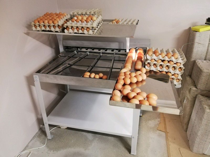 Egg sorting machine