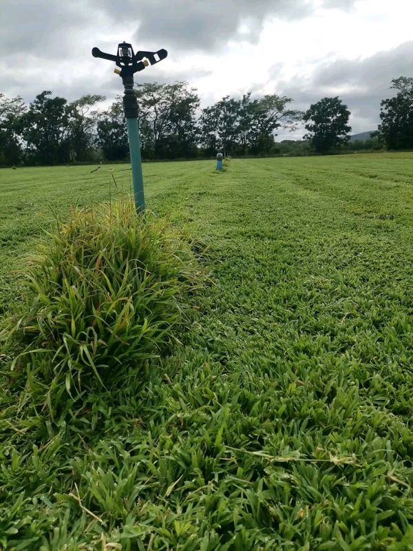 We supply roll on lawn grass weed free straight from the farm