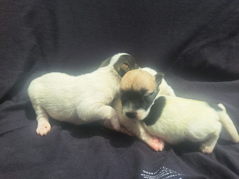 Purebred Curly-Haired Jack Russell Puppies – Your Perfect Companion Awaits!