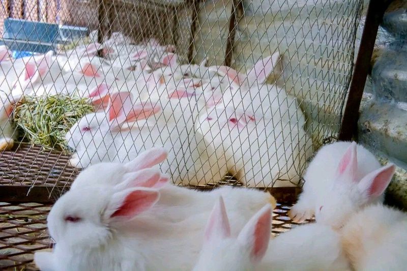 High Quality New Zealand Rabbits For Sale