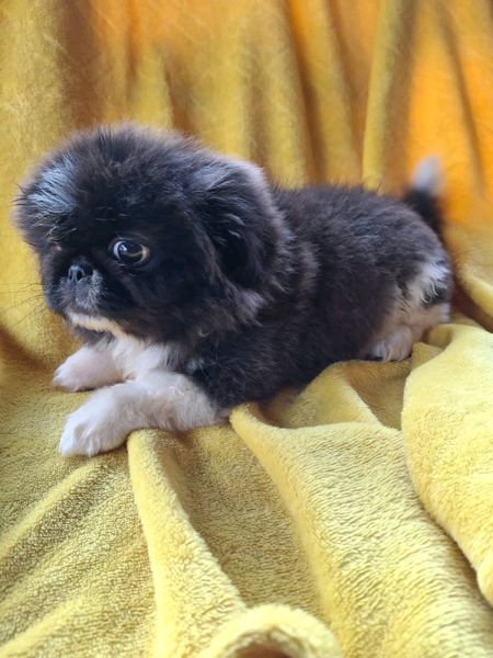 Miniature Chocolate Pekingese Boy Eastern Pretoria Gumtree South Africa