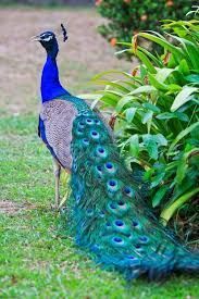 Peacock birds