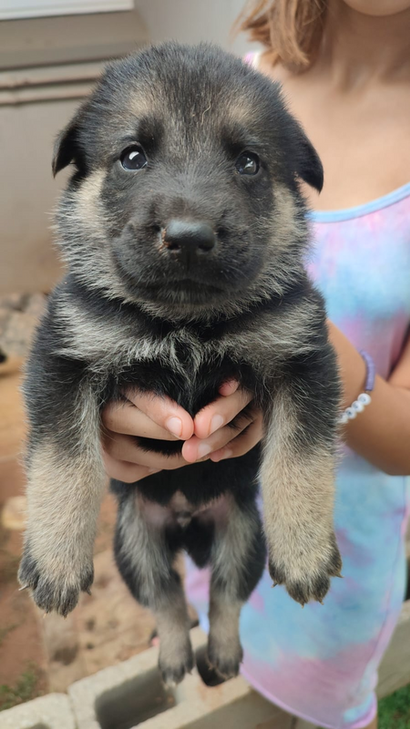 GSD and Puppies for sale