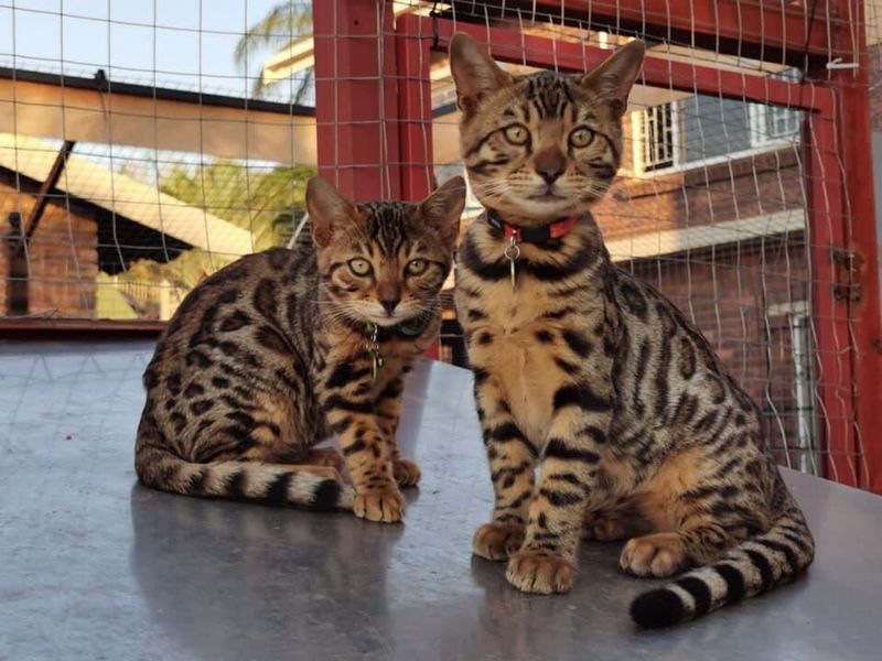 Stunning Bengal kittens available