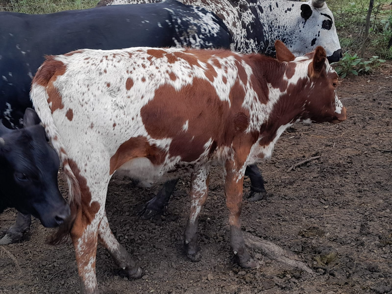 Pure Nguni heifers