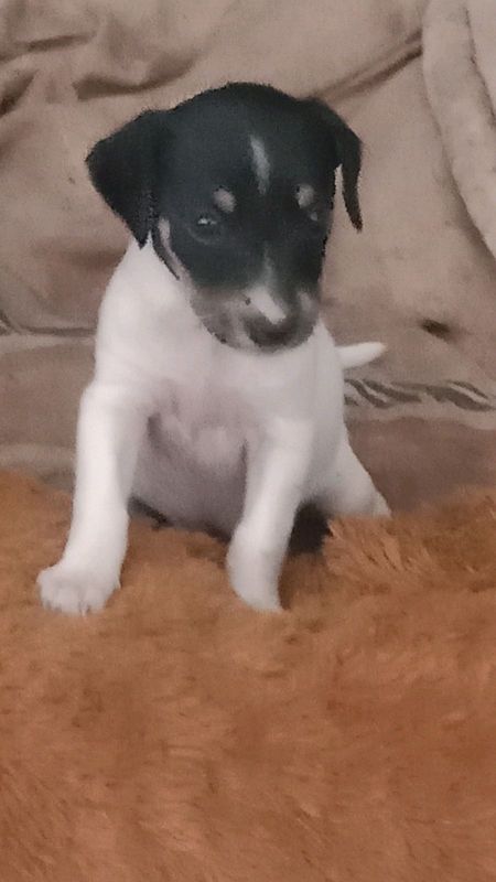 Jack Russel puppies kruis met worshond