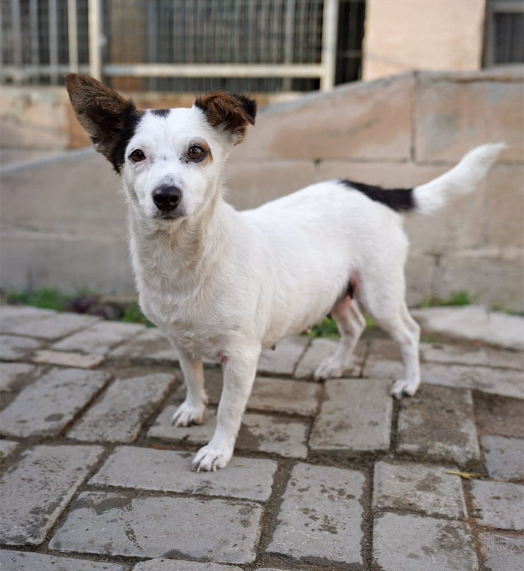 Tessie: SMALL dog , awfully sweet natured, very friendly, very playful and affectionate