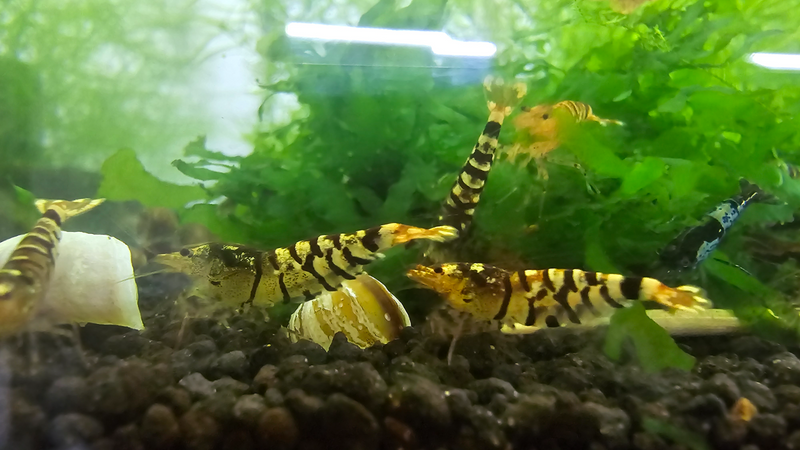 Black fancy tiger shrimp