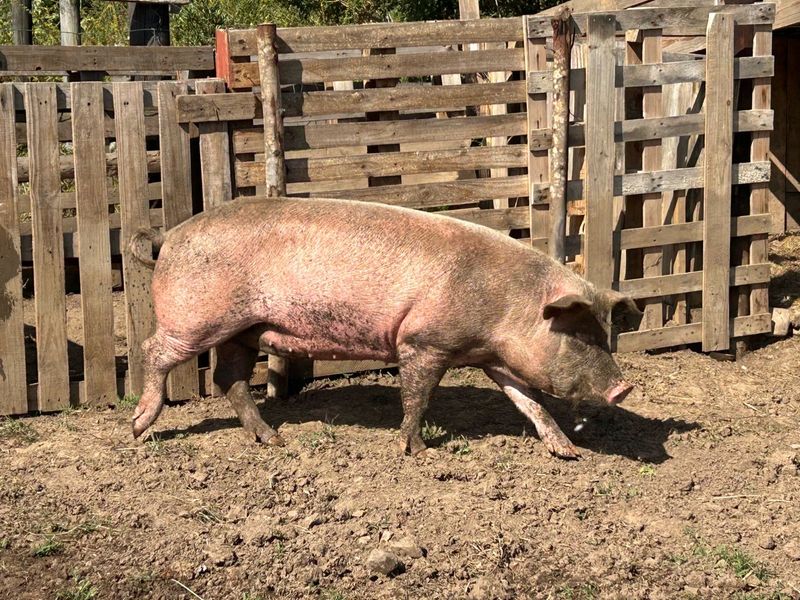 Large White Cross 10month old Gilts for sale