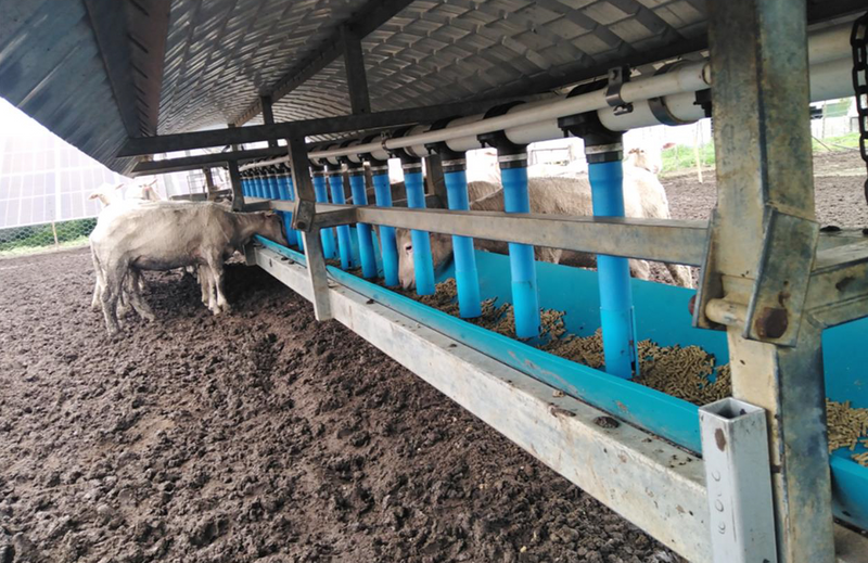 Automated Sheep Feeder Systems For Sale (009206)
