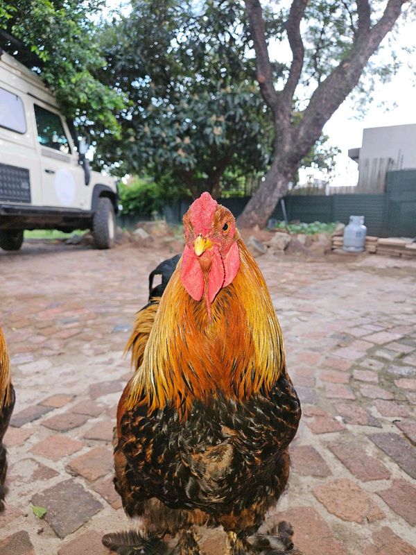 Golden Brahma Rooster